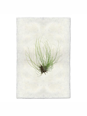 Air Plant #6