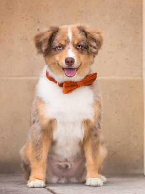 Pumpkin Velvet Dog Bow Tie