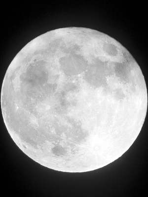 Lunar Flat | 10" | Greystone/snow White