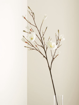 Magnolia Flower Branch