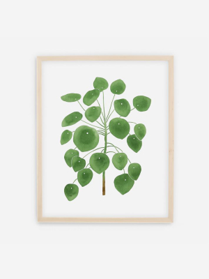 Living Pattern Framed Print - Pilea Peperomioides