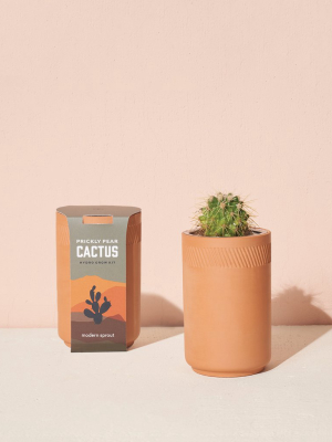 Terracotta Grow Kit Assortment