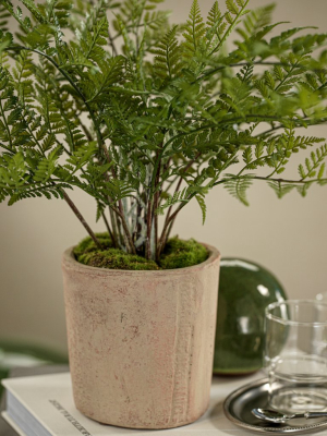 Lady Fern In Pot