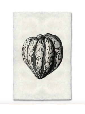 Heirloom Squash