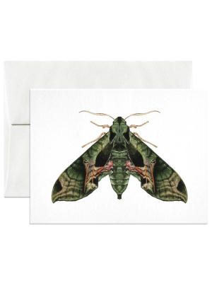 Pandora Sphinx Moth Greeting Card