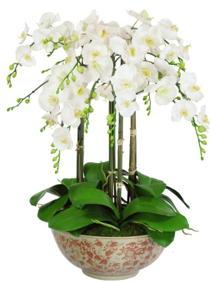 Orchid In Longlife Bowl