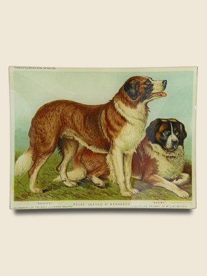 Rectangle Tray - Rough Coated St. Bernards