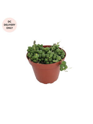 String Of Pearls Plant