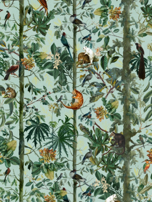 Wildlife Of Papua Wallpaper From The Wallpaper Compendium Collection By Mind The Gap