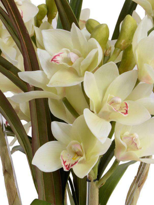 Cymbidium Orchid