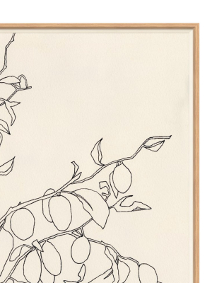 Sketched Olives