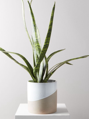 Faux Potted Snake Plant