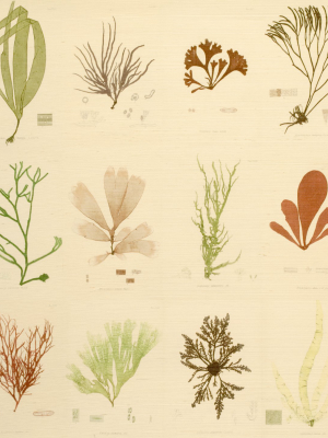 Sea Plants Original Grasscloth