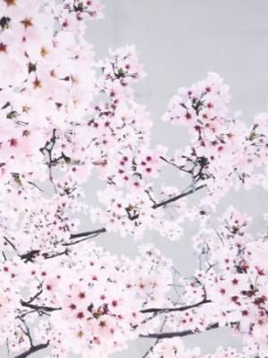 Cherry Blossoms Silk Square
