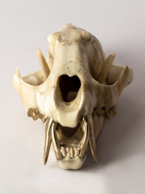 Leopard Skull (b+mr)