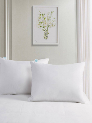 Standard 2pk Surround Feather & Down Bed Pillow - Martha Stewart