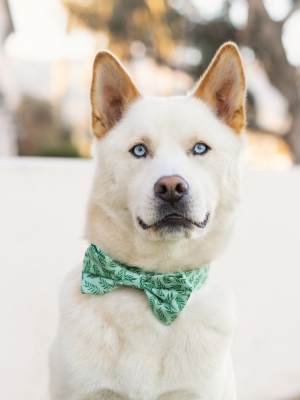 Plant Lady Dog Bow Tie