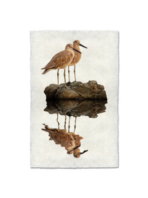 Two Willets Print