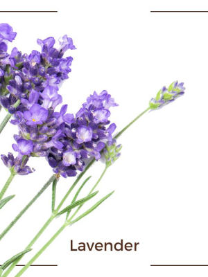 Lavender Dream™ Plant Based Hand Soap