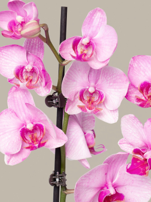 Watercolor Pink Orchid