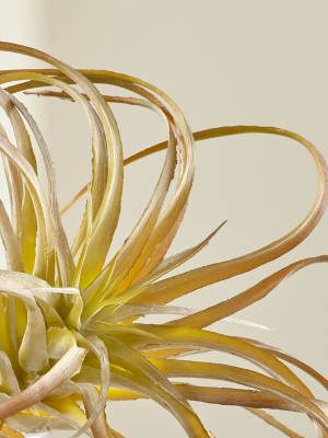 Tillandsia Curly Faux Succulent Stem