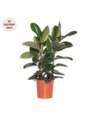 Melanie Rubber Tree Plant