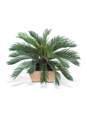 Cycas Palm