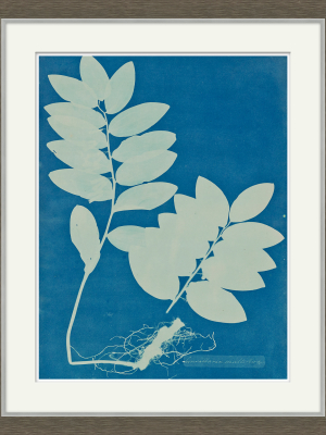 Cyanotype Design Iv