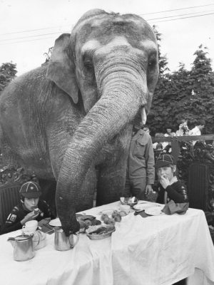"elephant For Tea" From Getty Images