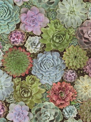 Succulents Peel & Stick Wallpaper By Roommates For York Wallcoverings