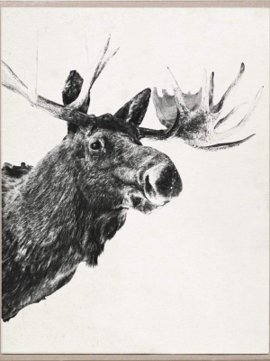 Natural Curiosities Tylinek Moose-unframed