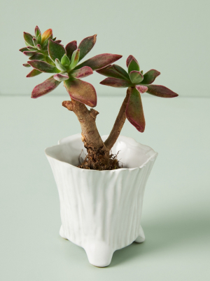 Millie Ceramic Pot