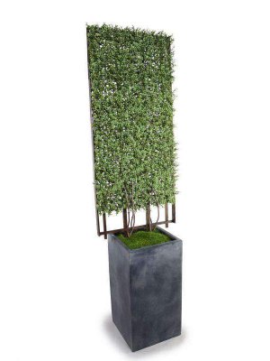 Boxwood Trellis In Column Pot