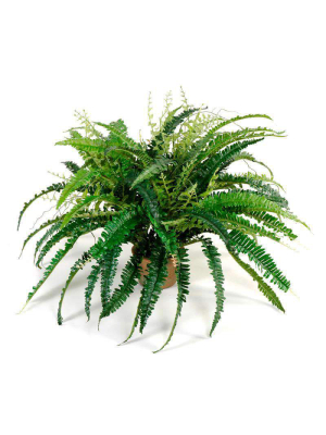 Forest Fern 1435