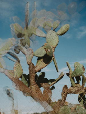 Photographic Print | Trippy Cactus