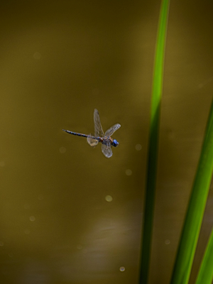 Dragonfly In Flight