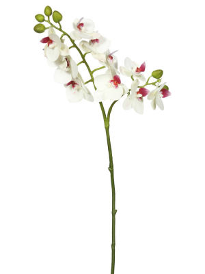 Artificial Real Touch Orchid-2 Branch - Vickerman