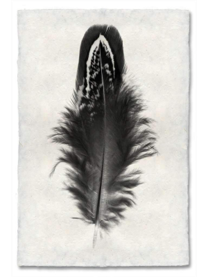 Feather Study #3 Print