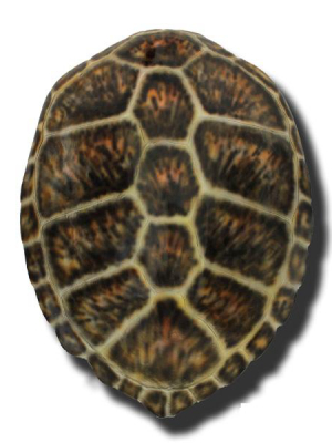 Wjc Design Brown Sea Turtle