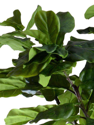 9' Fiddle-leaf Fig Tree
