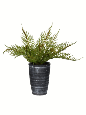 Vickerman 8.5" Green Potted Asparagus Fern.