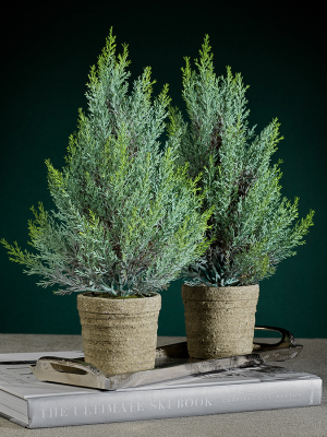 Pine Tree In Cement Pot