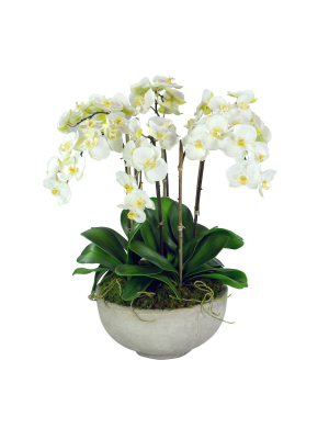 Orchids In Bowl