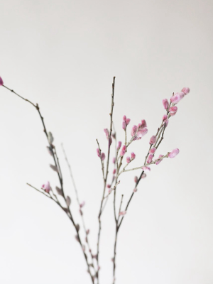 Preserved Pink Pussy Willow Branches - 20-28"