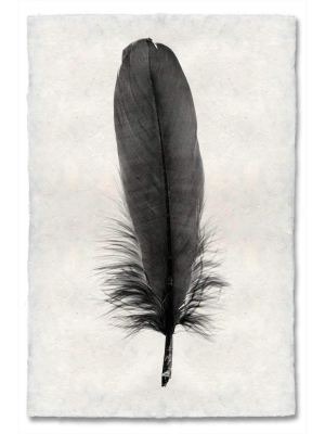 Feather Study #6 Print