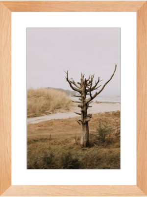 Lone Tree Framed Print