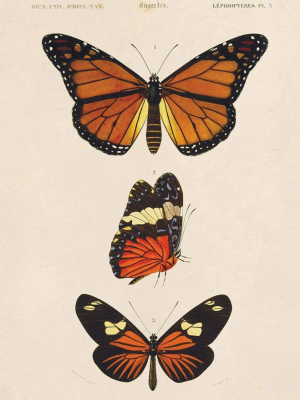 8x10 Print D'orbigny Butterfly