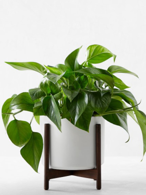 Léon & George Jade Pothos Potted Plant, White