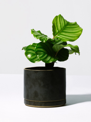 Black Planter