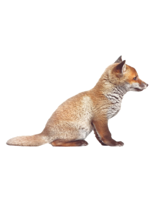 Fox Cub Wall Sticker
